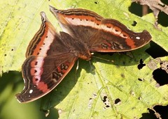 Precis sinuata hecqui