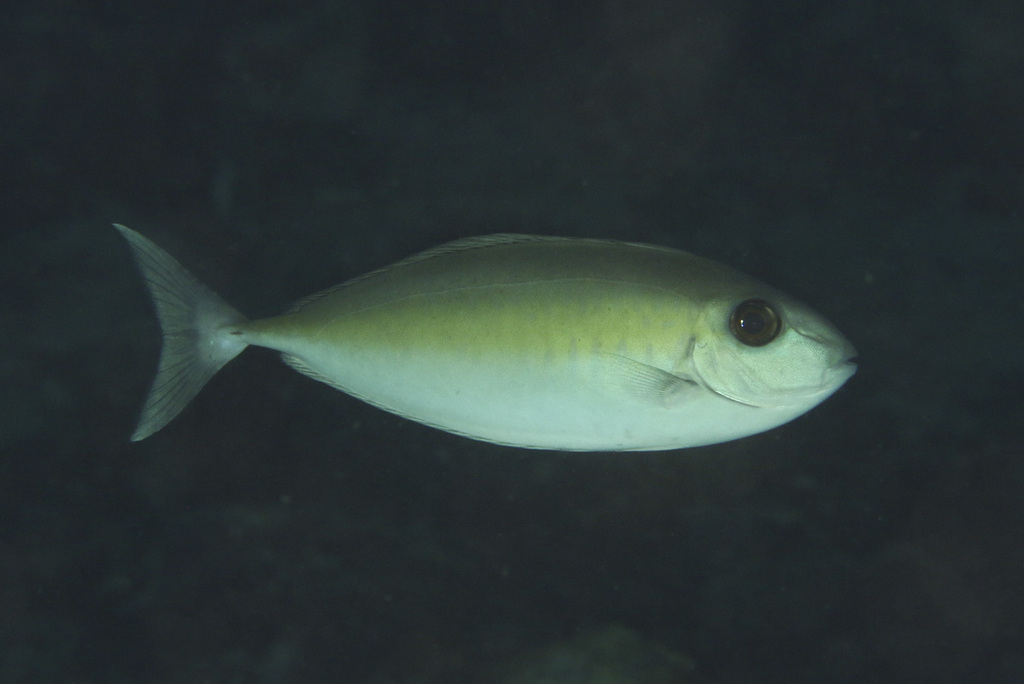Oneknife unicornfish (Naso thynnoides) — Acanthuridae