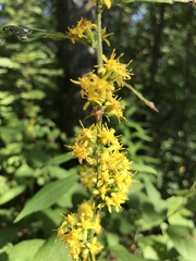 Solidago flexicaulis