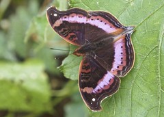 Precis sinuata hecqui