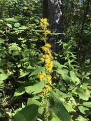 Solidago flexicaulis