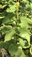 Solidago flexicaulis