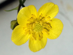 Ranunculus hispidus