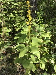 Solidago flexicaulis