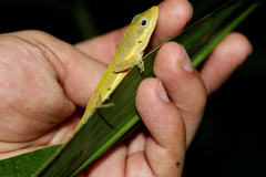 Anolis krugi
