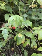 Rubus idaeus
