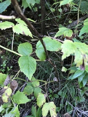 Rubus idaeus