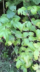 Rubus idaeus