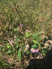 Polygala sanguinea