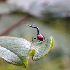 Trachelophorus giraffa