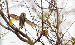 Glaucidium brasilianum