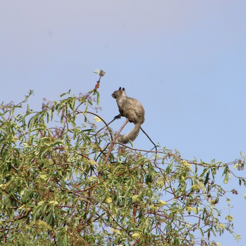 iNaturalist observation photo of California Ground Squirrel