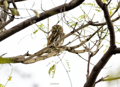 Glaucidium brasilianum