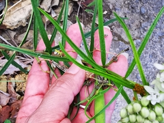 Asclepias angustifolia