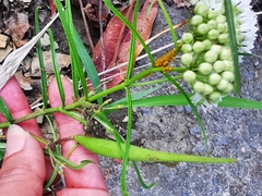 Asclepias angustifolia