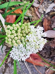 Asclepias angustifolia