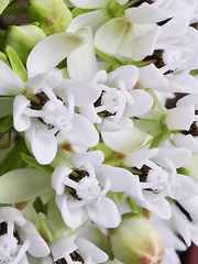 Asclepias angustifolia