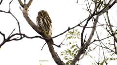 Glaucidium brasilianum