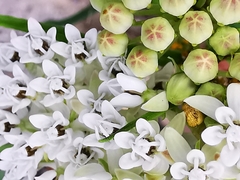 Asclepias angustifolia