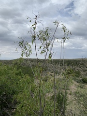 Fraxinus cuspidata