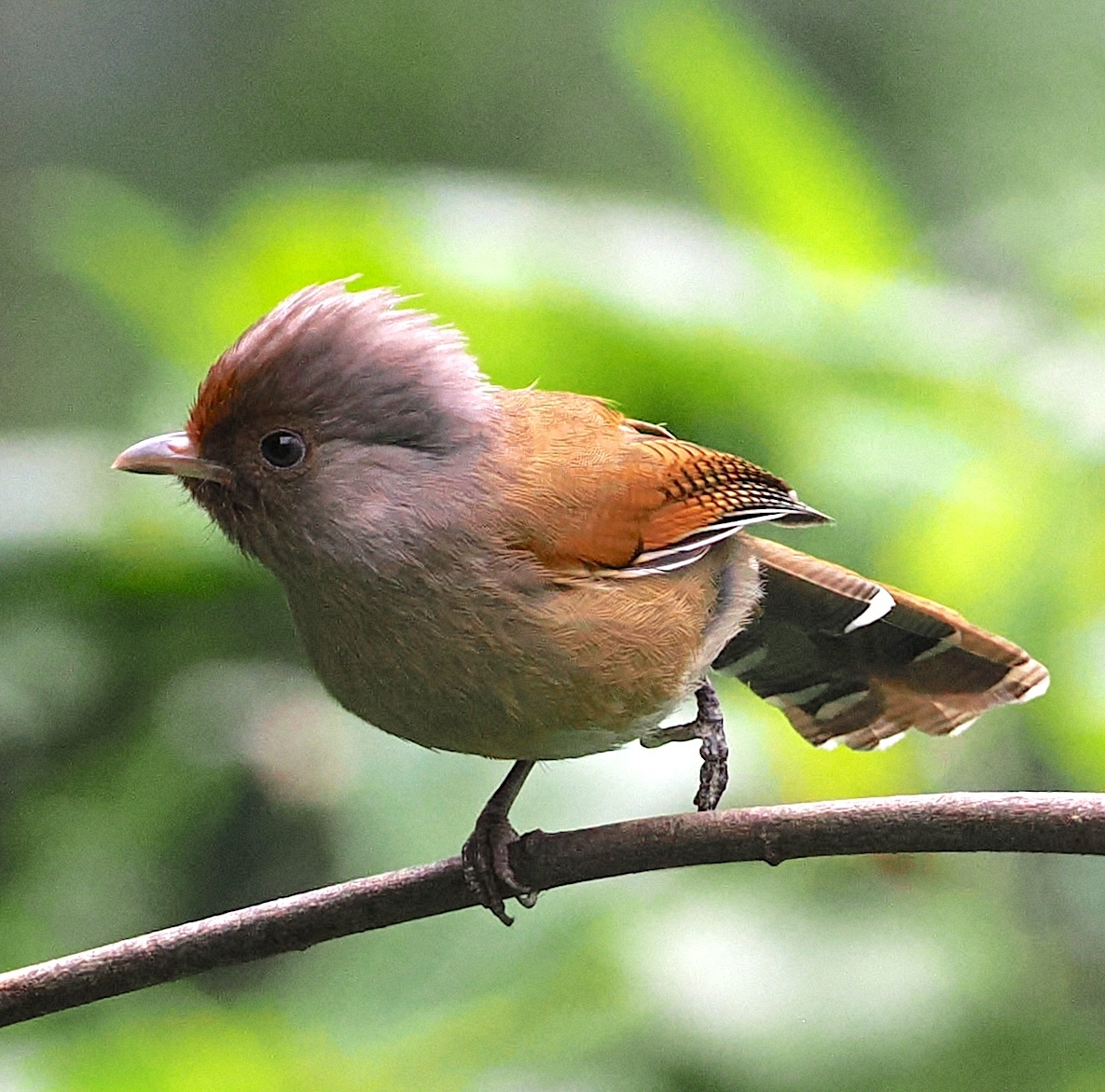 Rusty-fronted Barwing (Actinodura egertoni), photo 2