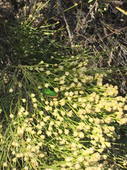 Cotinis mutabilis