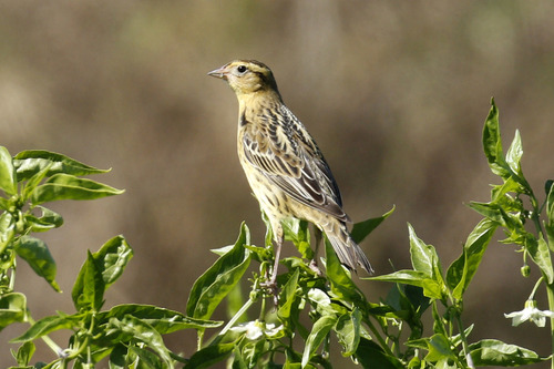 Bobolink