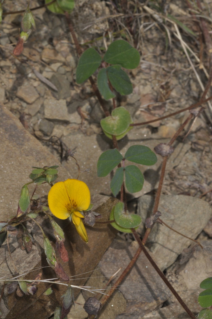 Amicia fimbriata