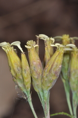Tagetes terniflora, photograph (c) aacocucci, some rights reserved (CC BY)