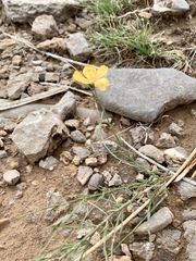 Linum berlandieri filifolium
