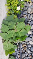 Eriocapitella × hybrida