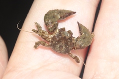 Pachycheles pubescens