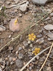 Linum berlandieri filifolium
