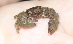 Pachycheles pubescens