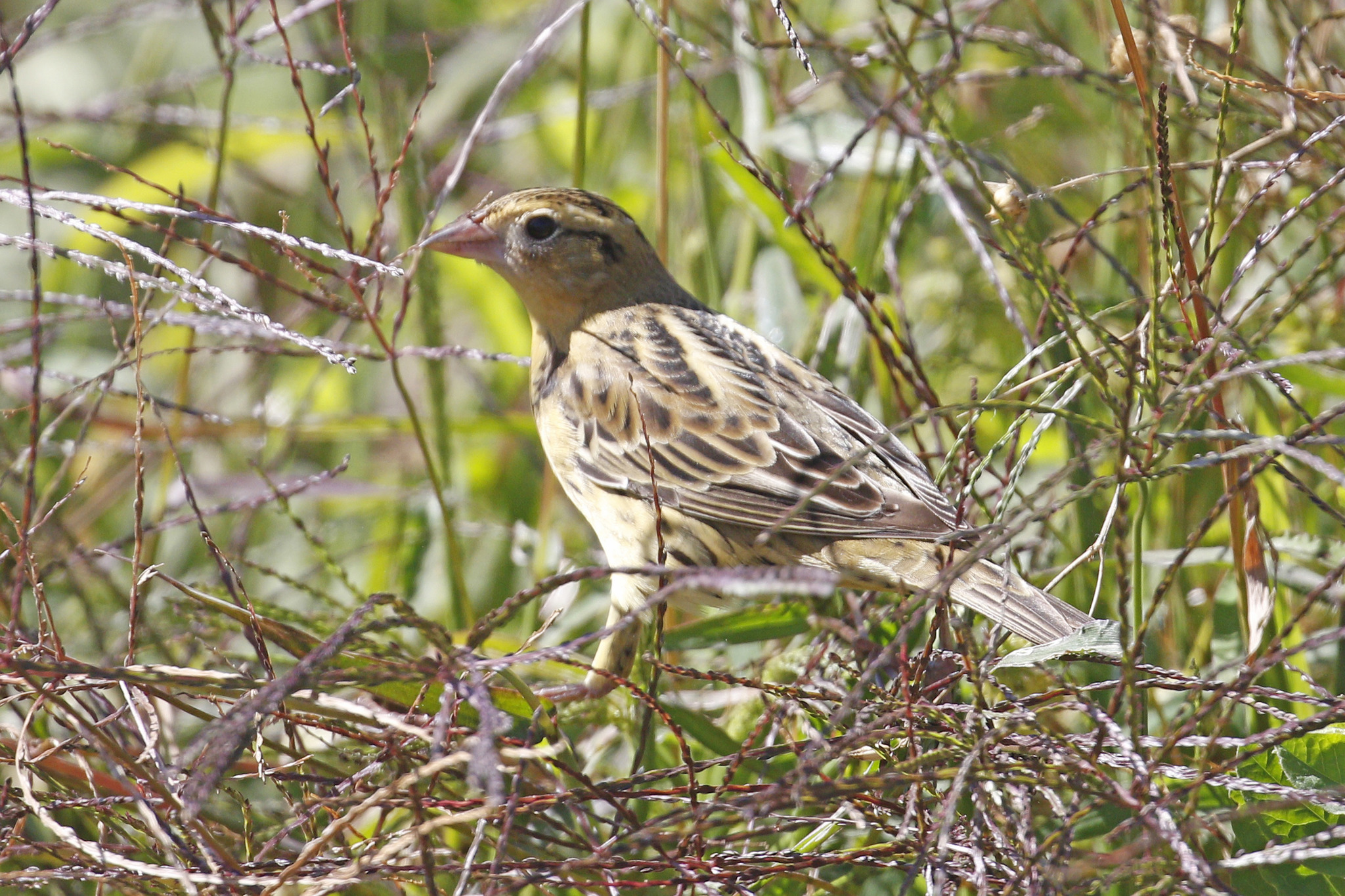 triste-pia (Dolichonyx oryzivorus)  WikiAves - A Enciclopédia das Aves do  Brasil