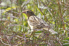 Bobolink photo 6