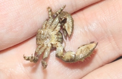 Pachycheles pubescens