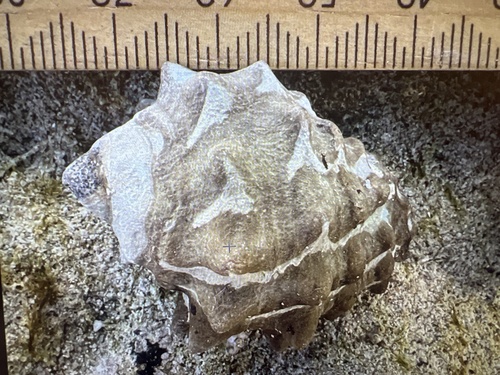 Tylothais aculeata observed 2025-06-05