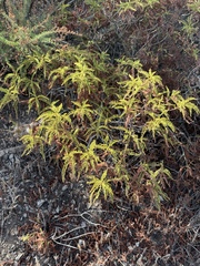 Chamaebatia australis