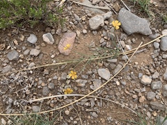 Linum berlandieri filifolium
