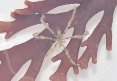 Ammothea hilgendorfi