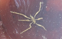 Ammothea hilgendorfi