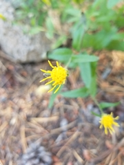 Eucephalus breweri