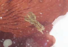 Ammothea hilgendorfi