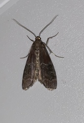 Euzophera ostricolorella