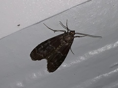 Euzophera ostricolorella