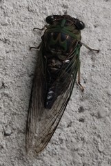 Neotibicen pruinosus