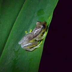 Heterixalus betsileo