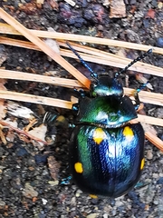 Labidomera suturella