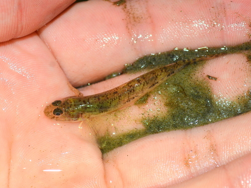 River Goby (Awaous tajasica) — Gobiidae — 2